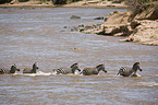 plains zebras