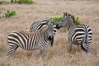 plains zebras