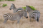 plains zebras