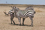 plains zebras