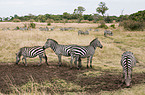 plains zebras