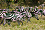 plains zebras