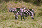 plains zebras