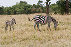 plains zebras