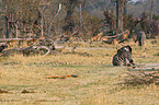 plains zebra