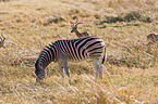 plains zebra