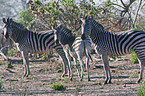 plains zebra