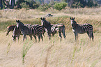 plains zebra