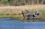 plains zebra