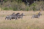 plains zebra