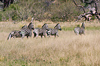 plains zebra