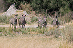 plains zebra