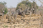 plains zebra