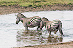 plains zebra