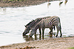 plains zebra