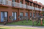 plains zebra