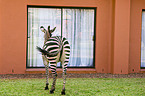 plains zebra