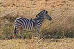 plains zebra