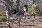 plains zebra