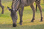 plains zebra