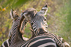 plains zebra