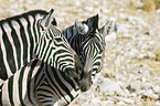 plains zebras