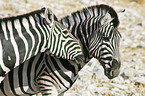 plains zebras