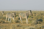 plains zebras