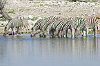 drinking plains zebras