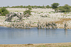 drinking plains zebras