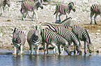 drinking plains zebras