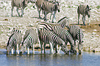 drinking plains zebras