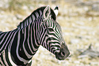 plains zebra portrait