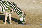 drinking plains zebra