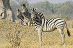 plains zebras