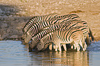 drinking plains zebras