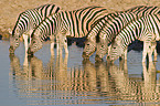 drinking plains zebras