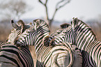 plains zebras