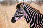 plains zebra portrait