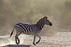 running plains zebra