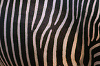 plains zebra