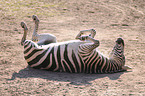 plains zebra