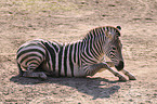 plains zebra