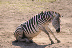 plains zebra