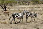 plains zebras