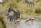 plains zebras