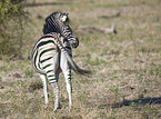 plains zebra