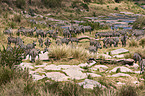 plains zebras