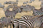 plains zebras