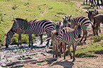 plains zebras